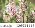 Beautiful pink almond and sakura flowers adorn the branch, heralding the arrival of spring with their delicate petals and bright color on a soft green background. 126534118