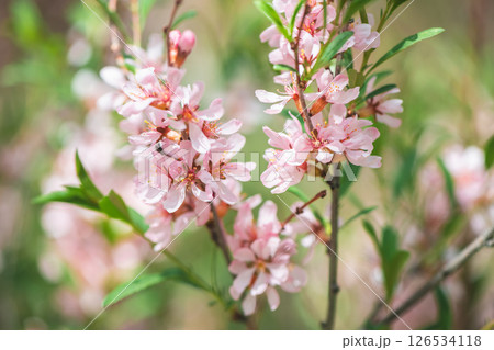 Beautiful pink almond and sakura flowers adorn the branch, heralding the arrival of spring with their delicate petals and bright color on a soft green background. 126534118