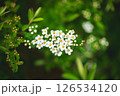 Blooming small white flowers with yellow centers on a branch create a delicate display against a blurred green background, embodying spring's beauty and renewal 126534120