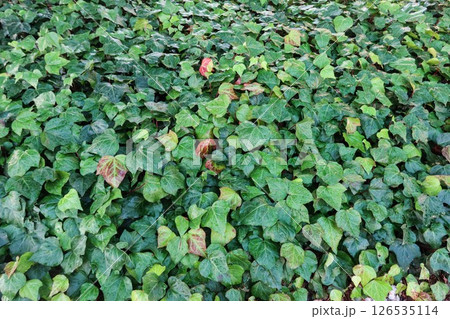 a dense ground cover of green ivy leaves, creating a lush and vibrant scene. The leaves vary in shade, with some displaying hints of red, indicating seasonal changes. 126535114