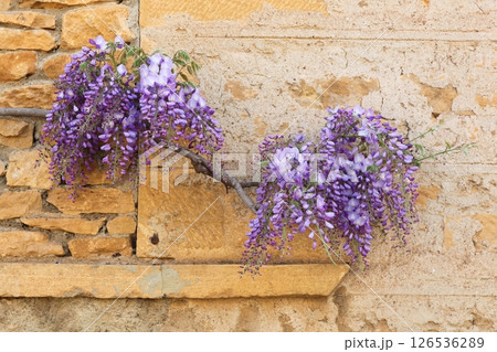 Wisteria flowers against the wall in Beaujolais, France 126536289