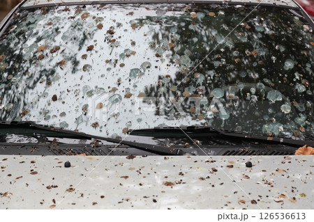 Bird droppings on a car windshield Bird droppings on a car windshield 126536613