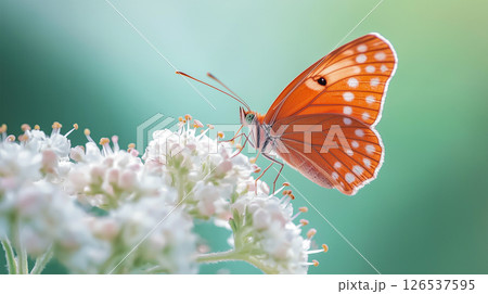 薄紅の蝶と春のやすらぎ 薄紅の蝶と春のやすらぎ 126537595