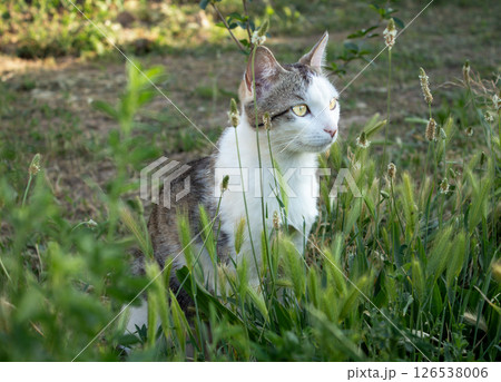 Beautiful domestic cat sitting on the grass in nature 126538006