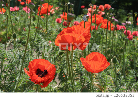 Red poppies, papaver flowers blossom on wild field, meadow in green grass. Nature, floral background Red poppies, papaver flowers blossom on wild field, meadow in green grass. Nature, floral background 126538353