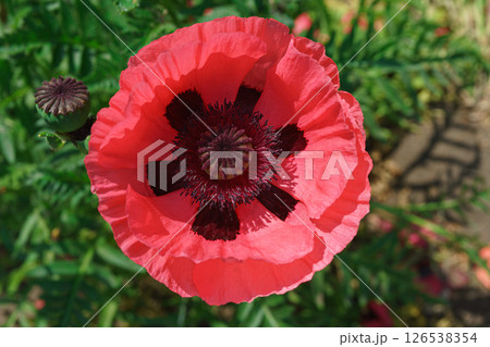 Red poppy, papaver flower blossom on wild field or meadow, green grass. Nature, floral background 126538354