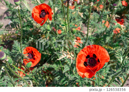 Red poppies, papaver flowers blossom on wild field, meadow in green grass. Nature, floral background 126538356