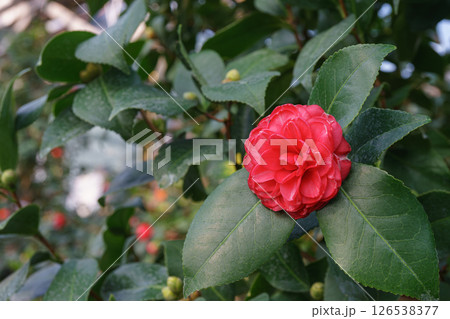 Blossom flower of red Camelia japonica, evergreen decorative plant in botanical garden or orangery 126538377