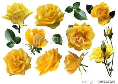 Yellow roses set bright delicate flowers with leaves delicate garden plants in blossom, isolated cutout object for decor, design, invitations, cards, soft focus and clipping path, natural elements Yellow roses set bright delicate flowers with leaves delicate garden plants in blossom, isolated cutout object for decor, design, invitations, cards, soft focus and clipping path, natural elements 126538385