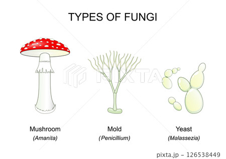 Types of fungi. Mushroom, Yeast, Mold. 126538449