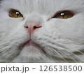 White cat showing irritation, narrowed golden eyes and slightly parted mouth, expressing clear feline annoyance 126538500