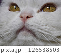 White cat with piercing golden eyes and delicate pink nose, gazing intently with mesmerizing feline expression 126538503