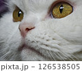 Close up persian cat with white fluffy fur, piercing amber eyes, delicate pink nose, embodying feline grace and tranquil beauty 126538505