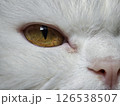Close up of a white cat's amber eye and pink nose, highlighting the details of its fur and facial features 126538507