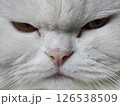 Closeup of a white persian cat staring intently, highlighting regal expression and plush fur texture 126538509