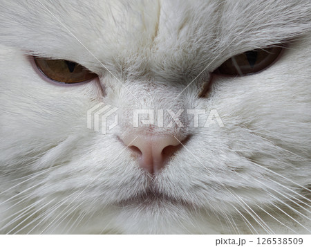 Closeup of a white persian cat staring intently, highlighting regal expression and plush fur texture Closeup of a white persian cat staring intently, highlighting regal expression and plush fur texture 126538509