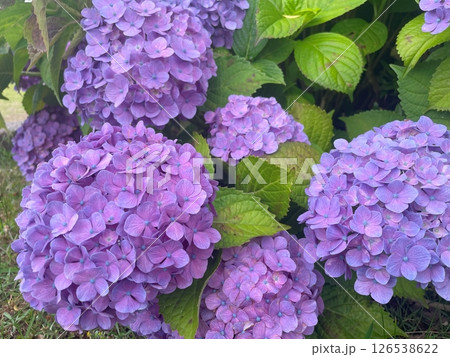 あじさい あじさい 126538622