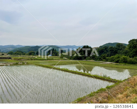 田植えが終わった田んぼ 田植えが終わった田んぼ 126538641