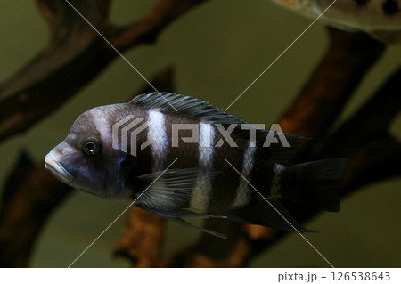 フロントーサ フロントーサ 126538643