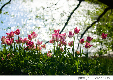 An idyllic garden scene showcasing bright pink tulips illuminated by warm sunlight in St.Petersburg, Russia, pond on background, conveying vibrancy, freshness, sun reflections on water surface 126538739