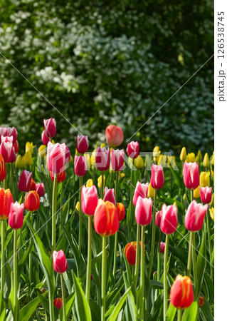 An idyllic garden scene showcasing bright red tulips illuminated by warm sunlight in St.Petersburg, Russia, conveying vibrancy, freshness, and natural beauty in a serene outdoor setting An idyllic garden scene showcasing bright red tulips illuminated by warm sunlight in St.Petersburg, Russia, conveying vibrancy, freshness, and natural beauty in a serene outdoor setting 126538745