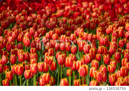 An idyllic garden scene showcasing bright red tulips illuminated by warm sunlight in St.Petersburg, Russia, conveying vibrancy, freshness, and natural beauty in a serene outdoor setting An idyllic garden scene showcasing bright red tulips illuminated by warm sunlight in St.Petersburg, Russia, conveying vibrancy, freshness, and natural beauty in a serene outdoor setting 126538750
