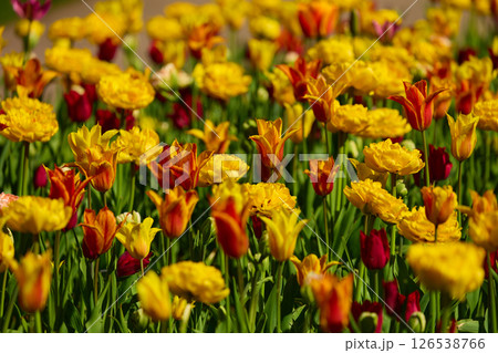 An idyllic garden scene showcasing bright yellow tulips illuminated by warm sunlight in St.Petersburg, Russia, conveying vibrancy, freshness, and natural beauty in a serene outdoor setting 126538766