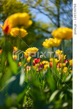 An idyllic garden scene showcasing bright yellow tulips illuminated by warm sunlight in St.Petersburg, Russia, conveying vibrancy, freshness, and natural beauty in a serene outdoor setting An idyllic garden scene showcasing bright yellow tulips illuminated by warm sunlight in St.Petersburg, Russia, conveying vibrancy, freshness, and natural beauty in a serene outdoor setting 126538768