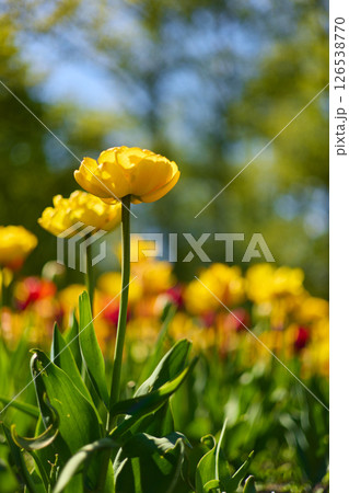 An idyllic garden scene showcasing bright yellow tulips illuminated by warm sunlight in St.Petersburg, Russia, conveying vibrancy, freshness, and natural beauty in a serene outdoor setting 126538770