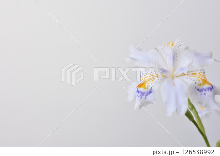 著莪 著莪 126538992