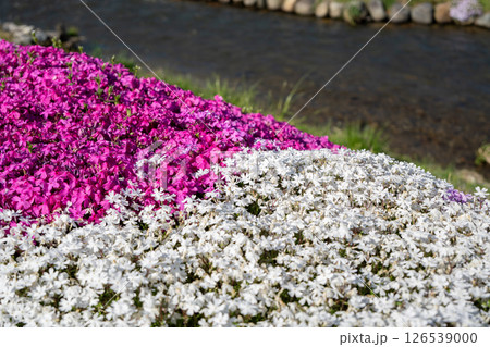 農具川河川公園　芝桜　長野県大町市 126539000