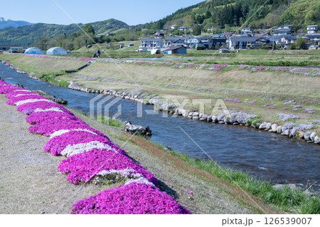 農具川河川公園 芝桜 長野県大町市 農具川河川公園 芝桜 長野県大町市 126539007