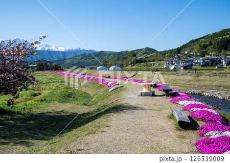 農具川河川公園　芝桜　長野県大町市 126539009
