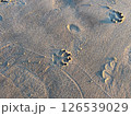 砂浜に残る犬の足跡 126539029