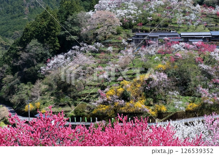 上久喜の花桃　花時　（高知県　仁淀川町） 126539352