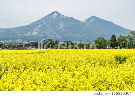 磐梯山と満開の菜の花　福島県猪苗代町 126539364