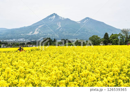 磐梯山と満開の菜の花　福島県猪苗代町 126539365
