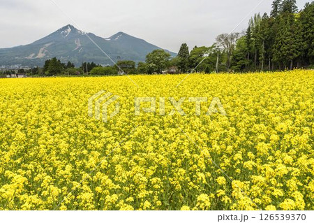 磐梯山と満開の菜の花　福島県猪苗代町 126539370