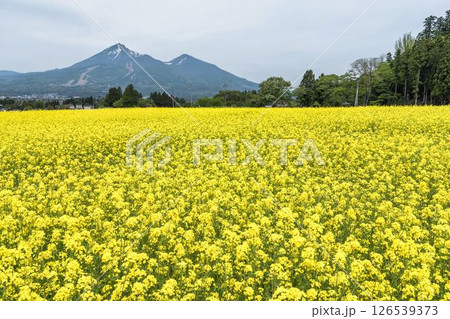 磐梯山と満開の菜の花 福島県猪苗代町 磐梯山と満開の菜の花 福島県猪苗代町 126539373