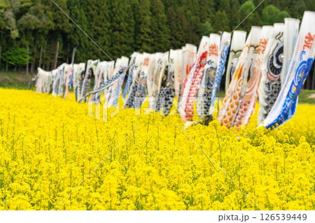 満開の菜の花と鯉のぼり 福島県猪苗代町 満開の菜の花と鯉のぼり 福島県猪苗代町 126539449