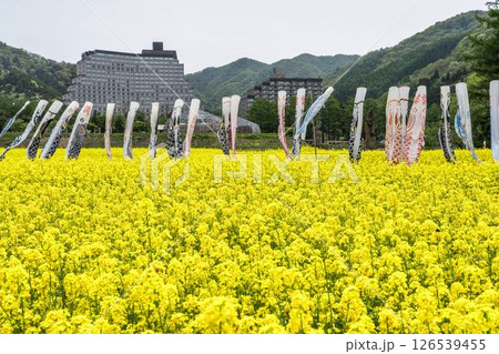 満開の菜の花と鯉のぼり 福島県猪苗代町 満開の菜の花と鯉のぼり 福島県猪苗代町 126539455