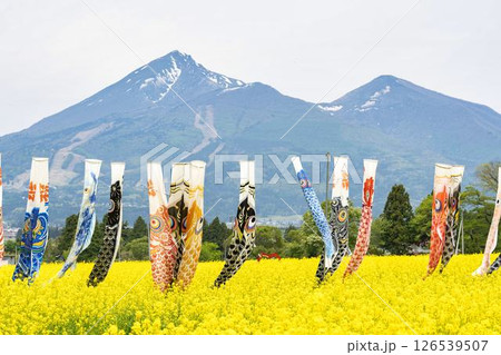 磐梯山と満開の菜の花　鯉のぼり　福島県猪苗代町 126539507