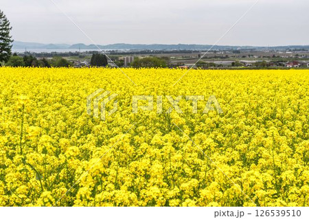 満開の菜の花と遠くに見える猪苗代湖 福島県猪苗代町 満開の菜の花と遠くに見える猪苗代湖 福島県猪苗代町 126539510