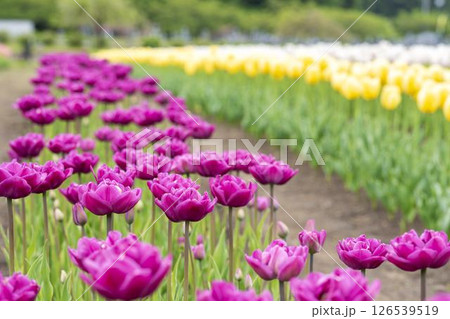 鮮やかに咲いたチューリップ　福島県猪苗代町 126539519