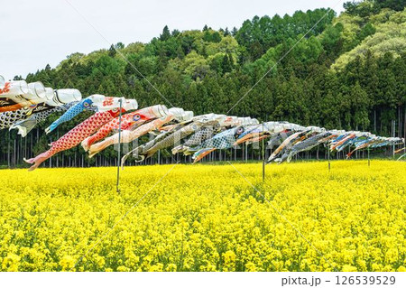 満開の菜の花と鯉のぼり 福島県猪苗代町 満開の菜の花と鯉のぼり 福島県猪苗代町 126539529