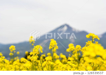 磐梯山と満開の菜の花　福島県猪苗代町 126539537