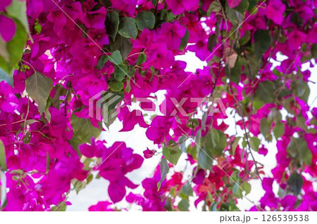 ハーブ園に咲いた赤いブーゲンビリア　福島県猪苗代町 126539538