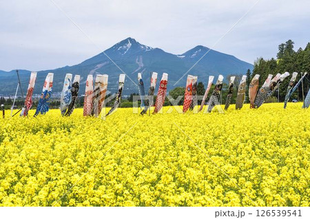 磐梯山と満開の菜の花　鯉のぼり　福島県猪苗代町 126539541