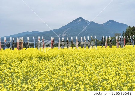 磐梯山と満開の菜の花　鯉のぼり　福島県猪苗代町 126539542