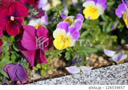 ビオラの花 126539657